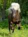 1246987335_halflinger-uploaded-by-jchip8-category-tags-horse